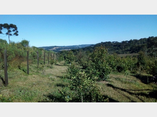 Venda de Fazenda/Sítio no Guará - Guarapuava - Paraná-PR - Digital Imóveis