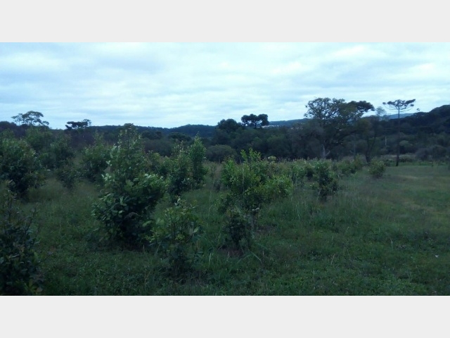 Venda de Fazenda/Sítio no Guará - Guarapuava - Paraná-PR - Digital Imóveis