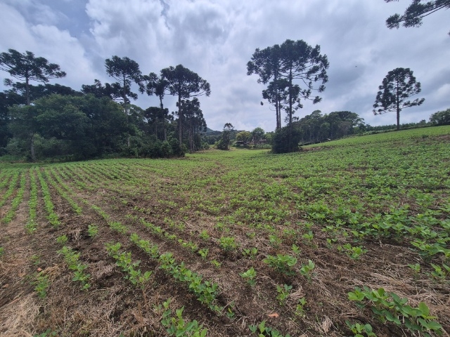 Venda de Fazenda/Sítio no  - União da Vitória - Paraná-PR - Digital Imóveis