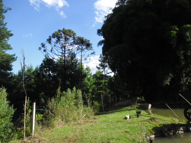 Venda de Fazenda/Sítio no Bela Vista - Porto União - Santa Catarina-SC - Digital Imóveis