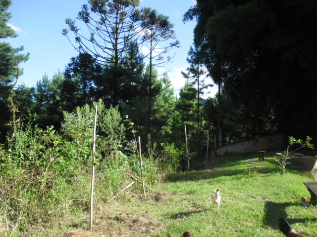 Venda de Fazenda/Sítio no Bela Vista - Porto União - Santa Catarina-SC - Digital Imóveis